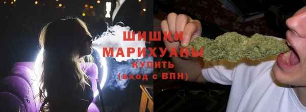 сатива Новозыбков